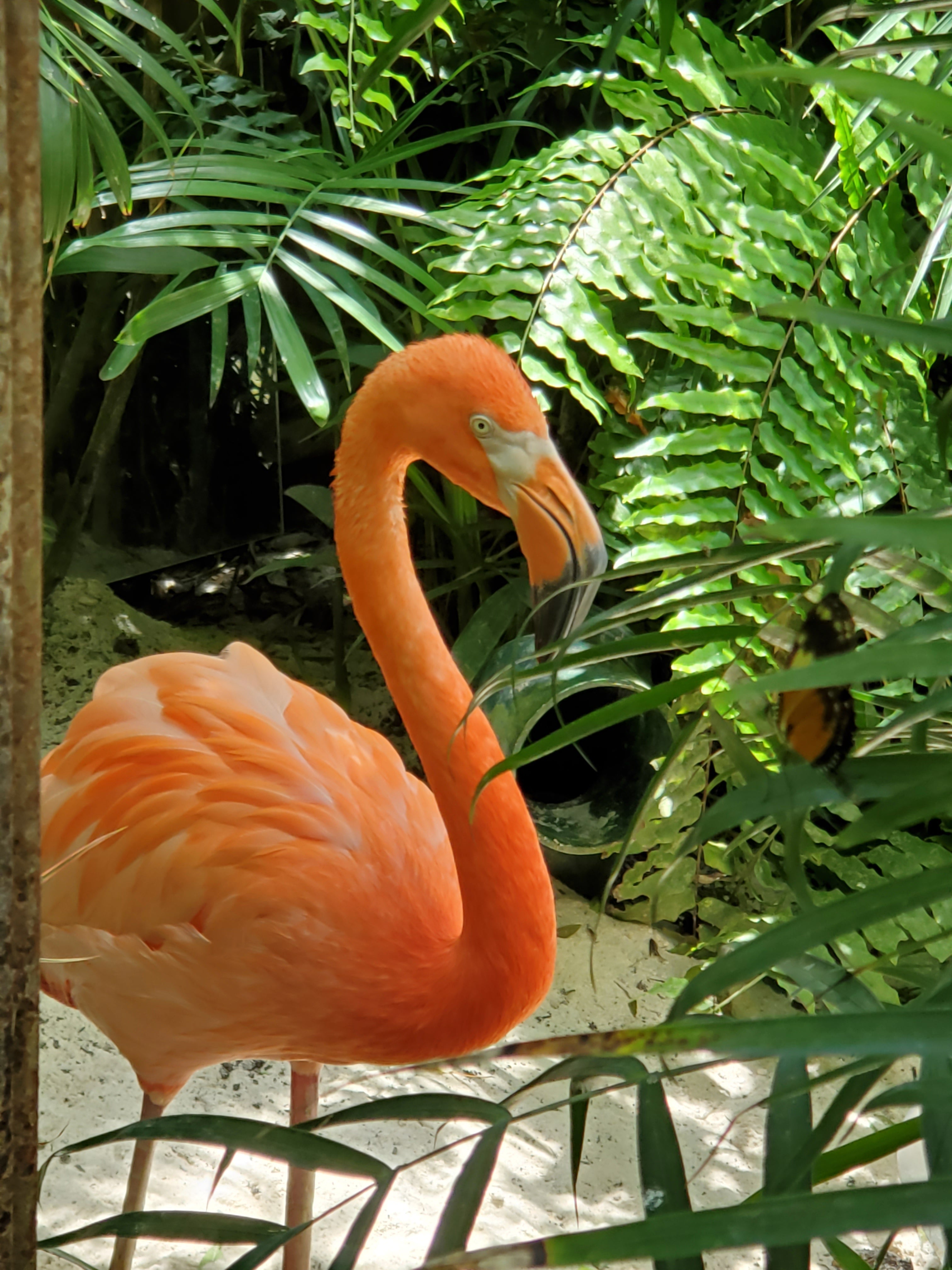 Flamingo Jungle Puzzle — Tropical Bird Jigsaw (120/252/500 pcs)